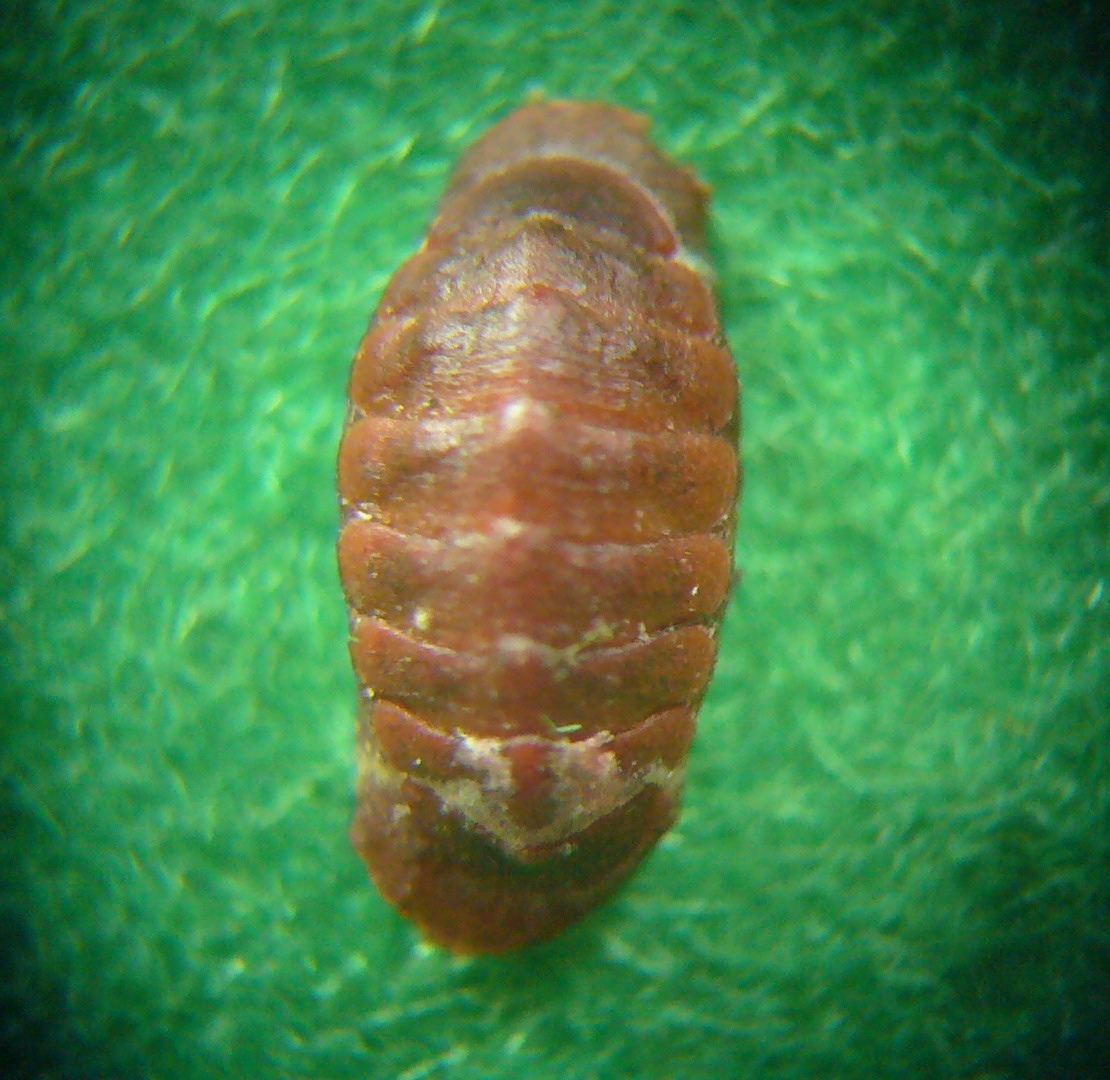 Callochiton septemvalvis